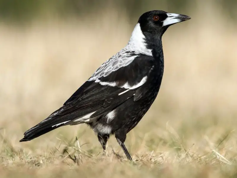15 of the Most Dangerous Birds in the World!