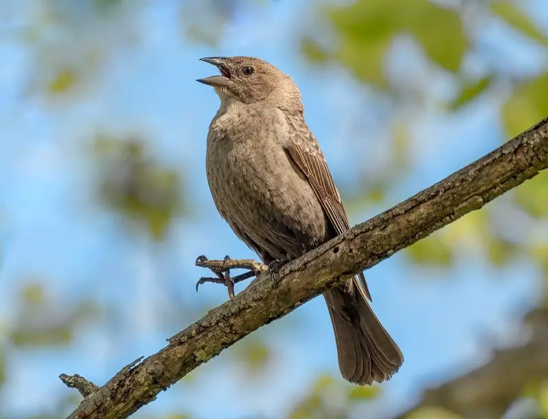 15 Birds Like Crows 