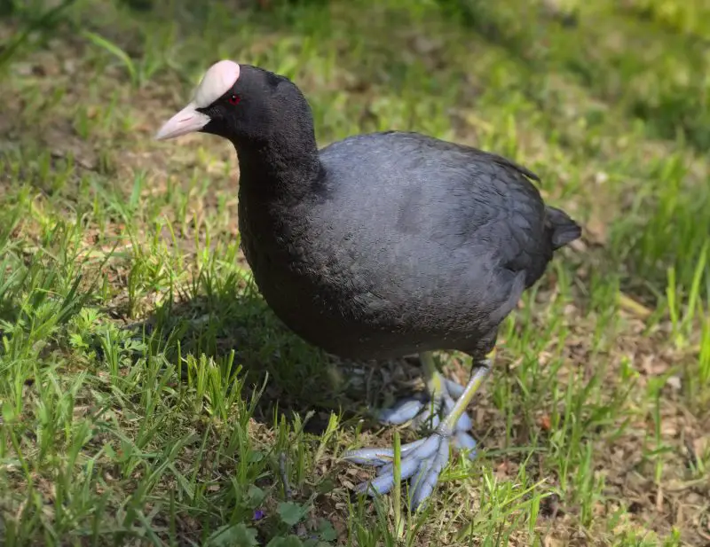 11 Types of Rails and Marsh Birds in Michigan