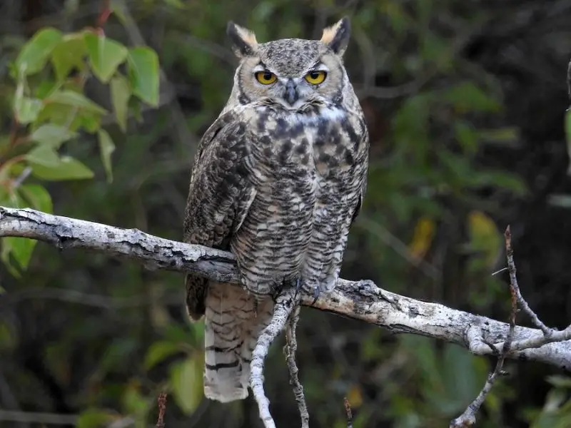 15 of the Longest Living Birds on Earth