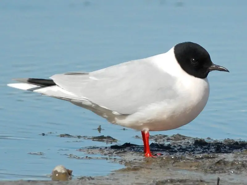 23 Gull Species in Texas