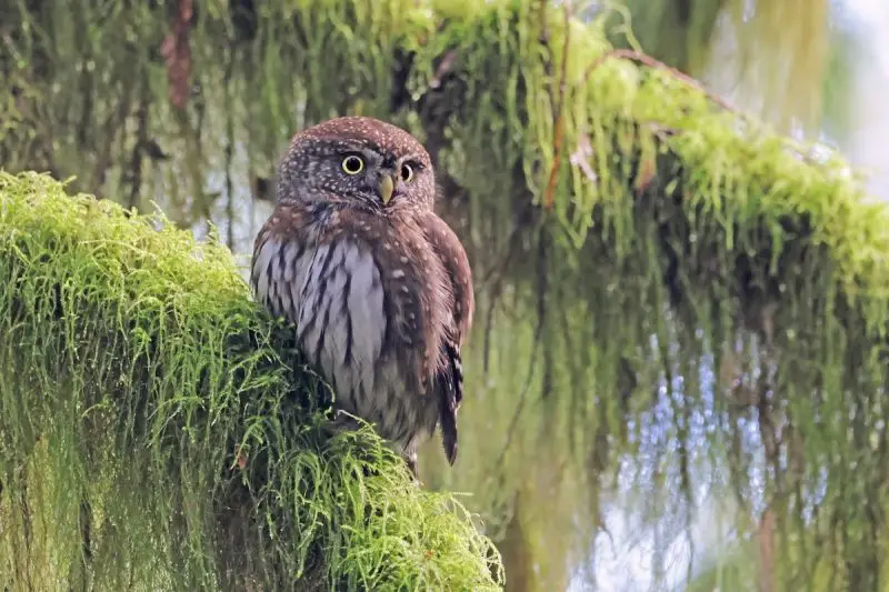Owls in Nevada