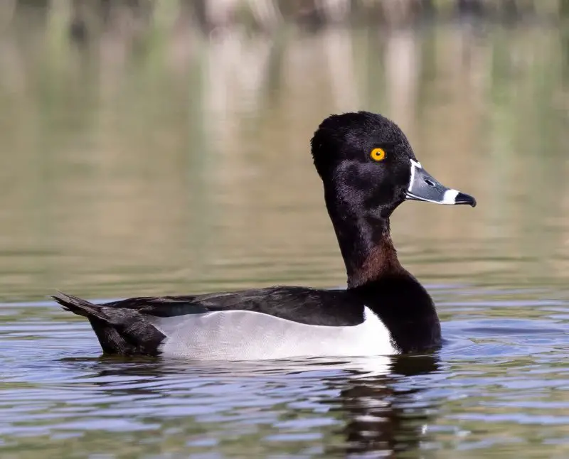 15 Common Species of Ducks in Arkansas