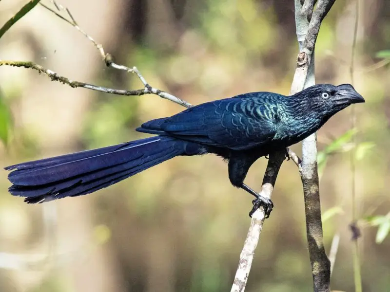 15 Birds Like Crows 