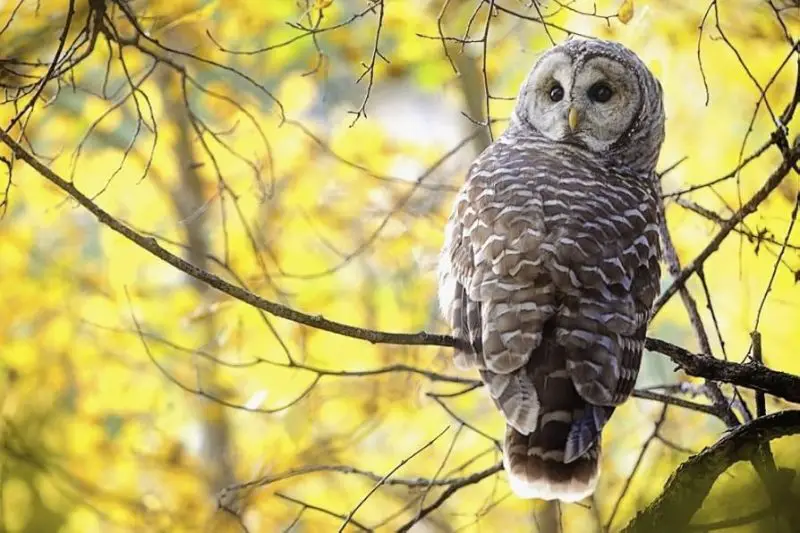 15 of the Most Dangerous Birds in the World!
