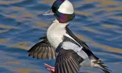 15 Common Species of Ducks in Arkansas (with pictures)