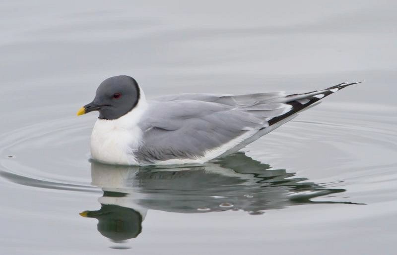 23 Gull Species in Texas