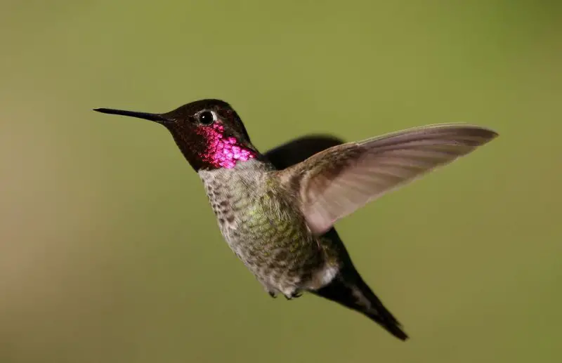 8 colorful birds in ohio