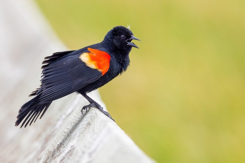 15 of the Most Dangerous Birds in the World!