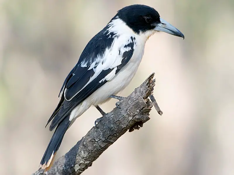 15 Birds Like Crows 