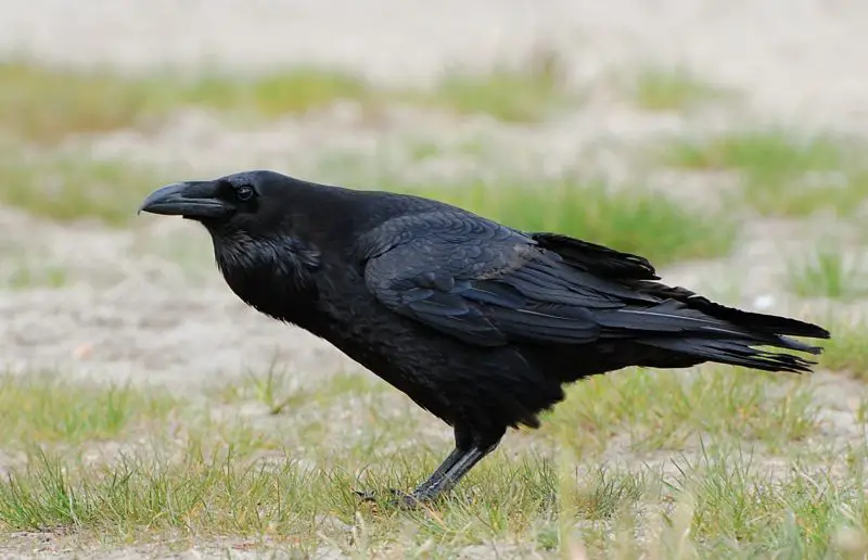 15 of the Longest Living Birds on Earth