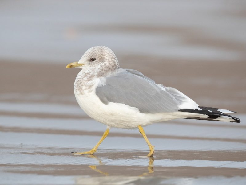 23 Gull Species in Texas