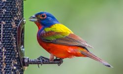 15 Painted Bunting Facts