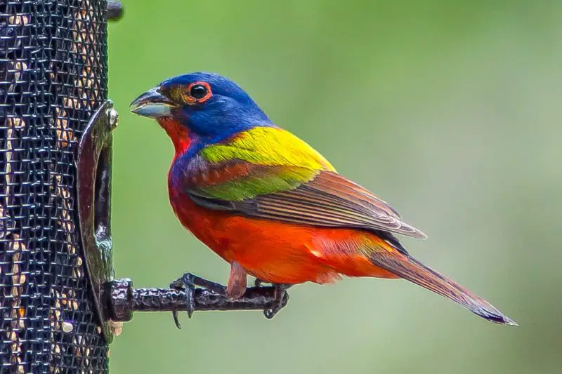 15 Painted Bunting Facts