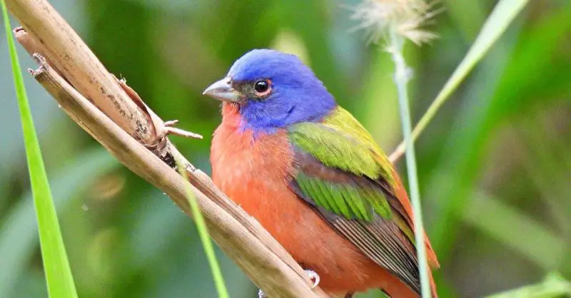 15 Painted Bunting Facts