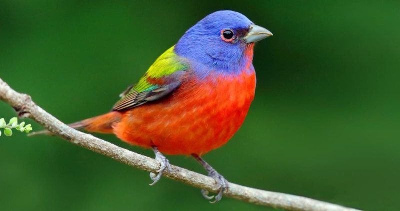 15 Painted Bunting Facts