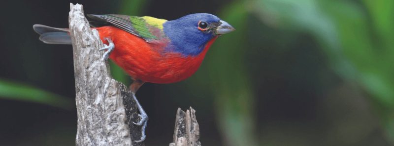 15 Painted Bunting Facts