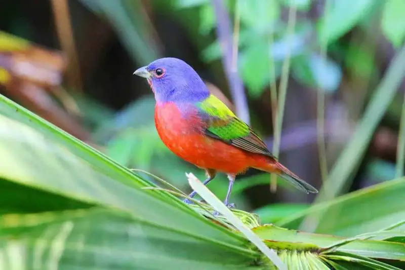 15 Painted Bunting Facts