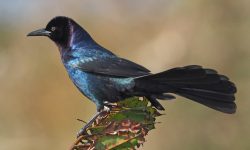 15 Awesome Birds That Live in Swamps (with pictures)
