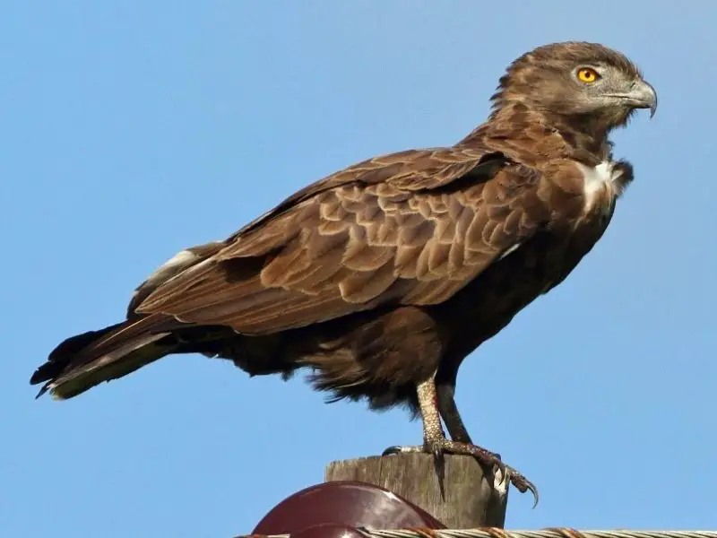 15 of the Most Dangerous Birds in the World!