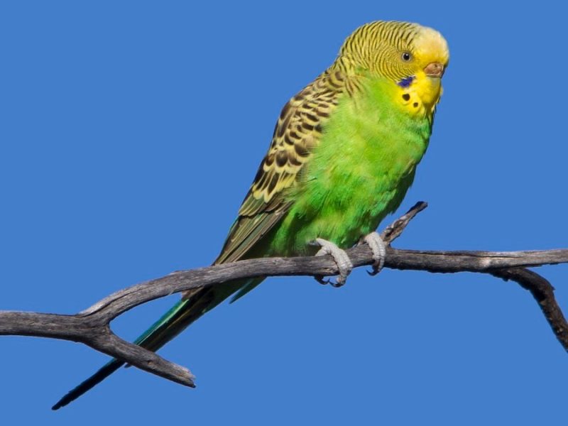 15 of the Longest Living Birds on Earth