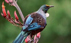15 Birds Like Crows (with pictures)