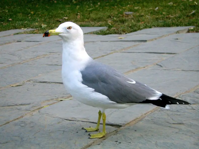 23 Gull Species in Texas