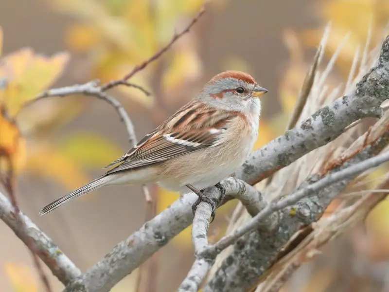 9 Beautiful Sparrows That Spend Winter in Ohio