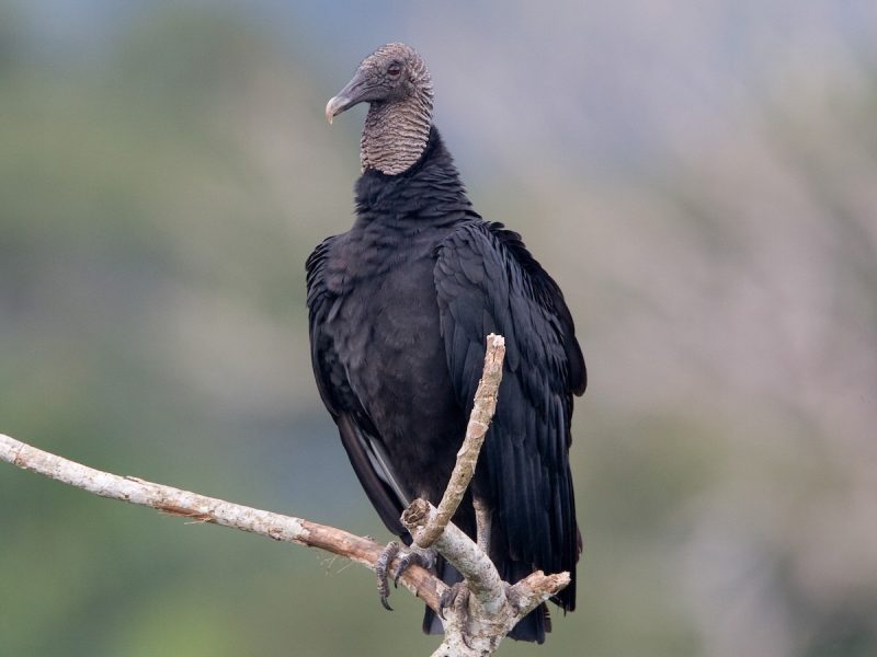 Discover the 7 Vultures Soaring Above Ohio
