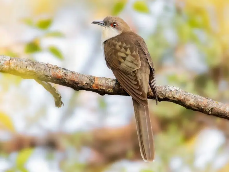 7 Cuckoo Species in Texas
