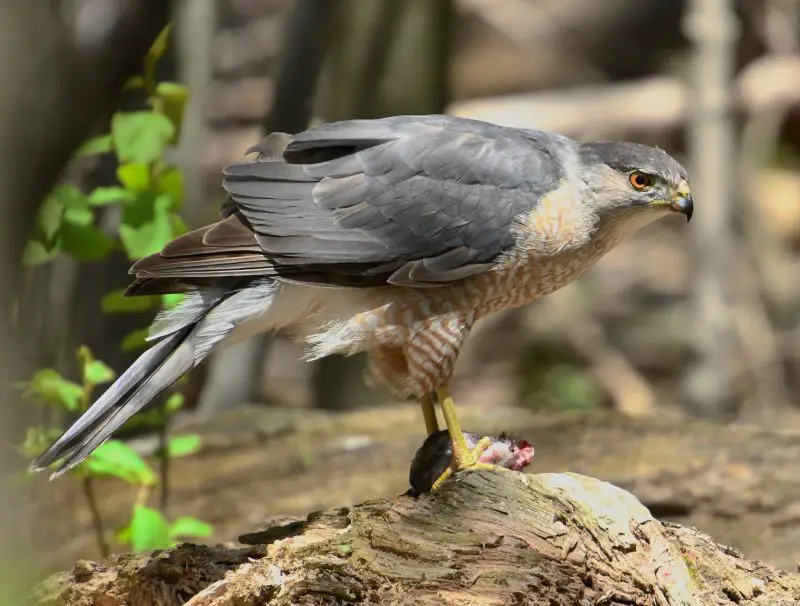 10 Species of Hawks in Washington State