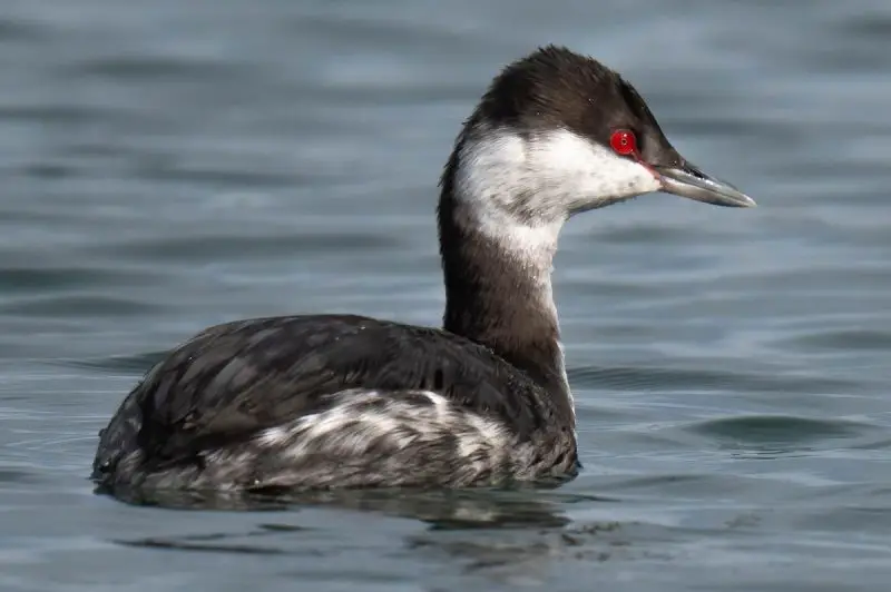 6 Types of Grebes Found in Michigan Waters