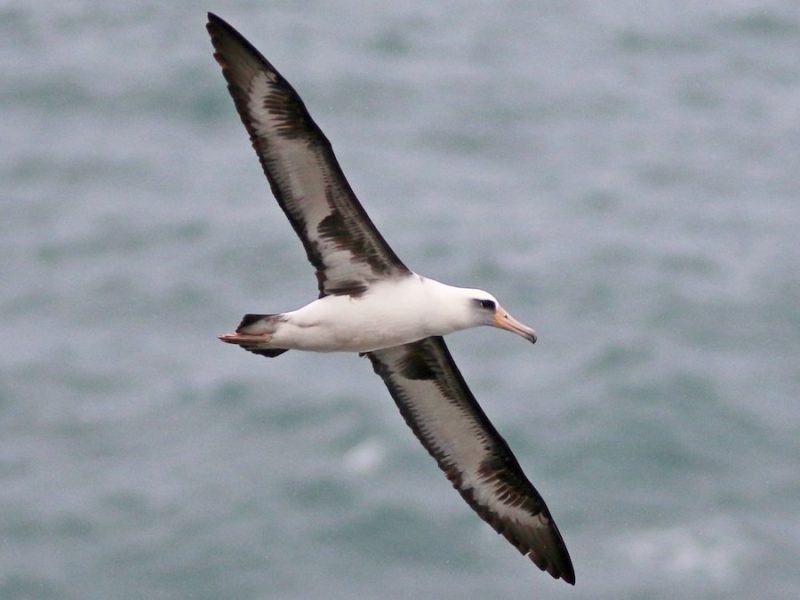 15 of the Longest Living Birds on Earth