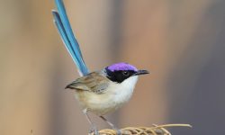 10 Stunning Birds with Purple Heads You Should Know
