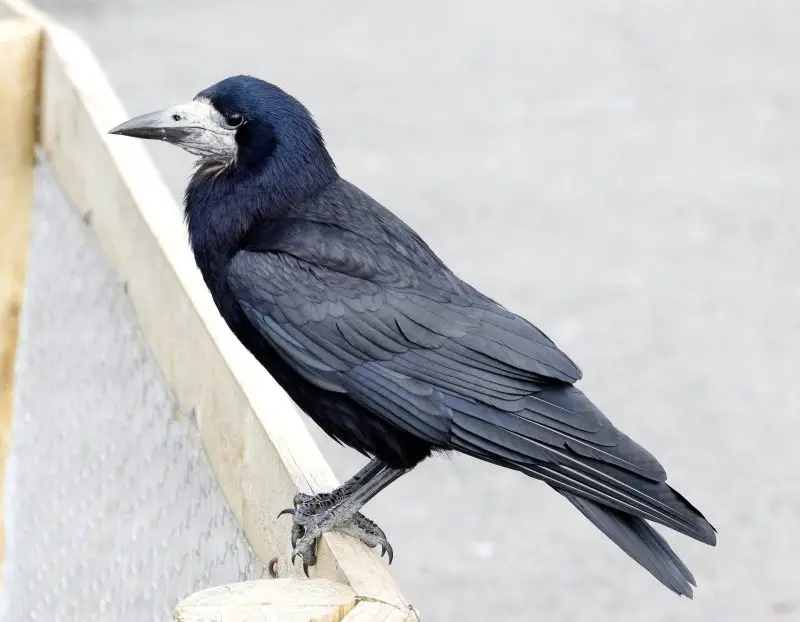 15 Birds Like Crows 