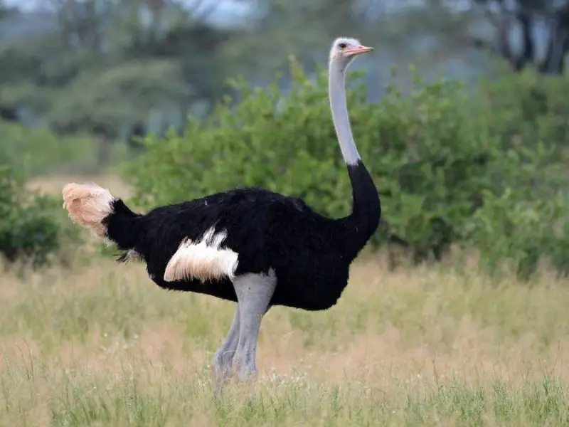 10 Ostrich Species: From Fossils to the Fastest Bird Alive