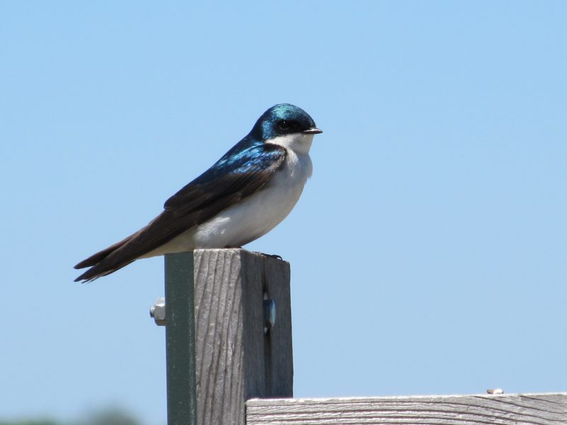  7 Swallows Bringing Life to Michigan’s Skies