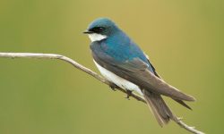 Meet 7 Stunning Swallows Found in Ohio