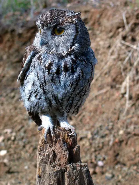 Owls in Nevada
