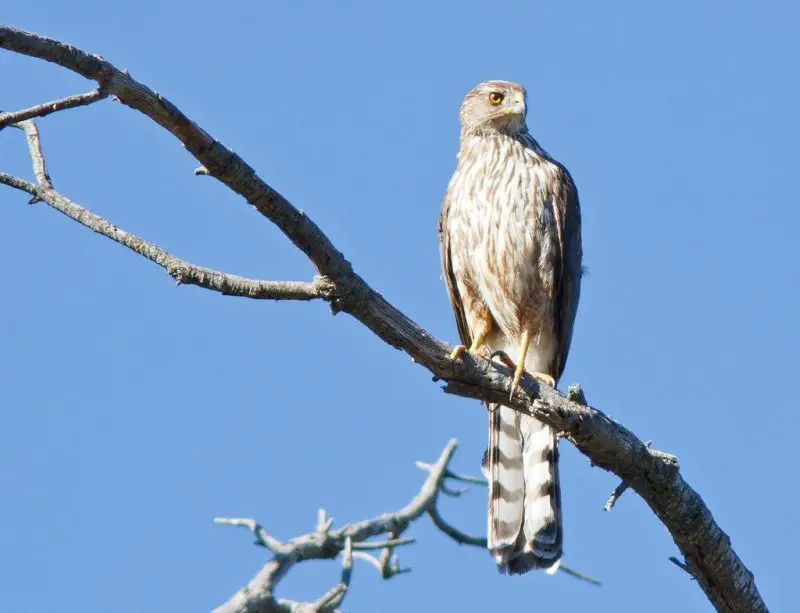 8 Species of Hawks in South Carolina
