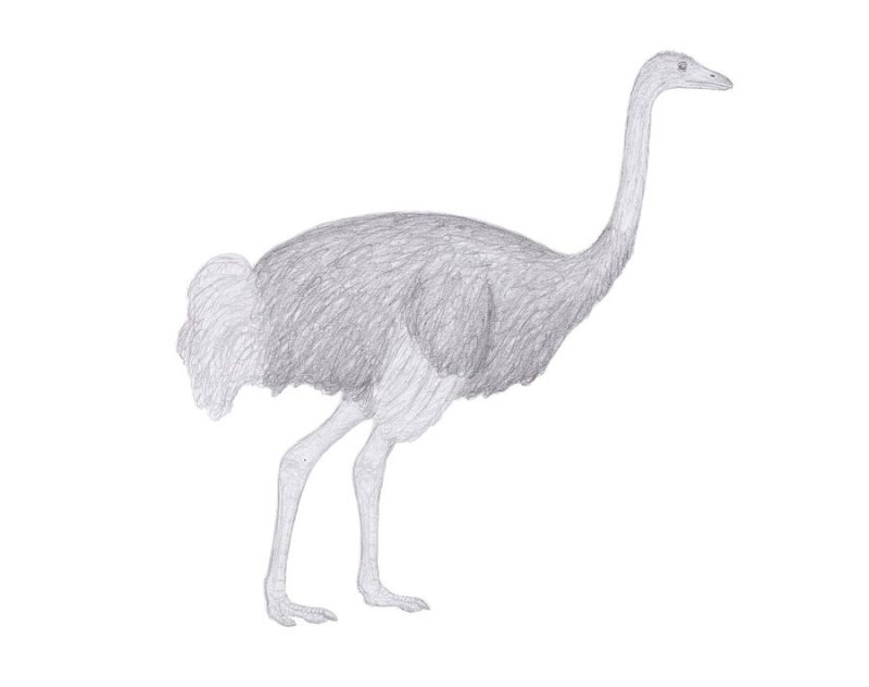 10 Ostrich Species: From Fossils to the Fastest Bird Alive