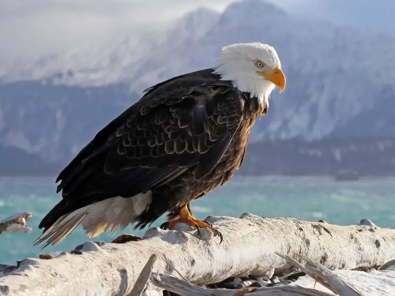 Discover the 7 Vultures Soaring Above Ohio