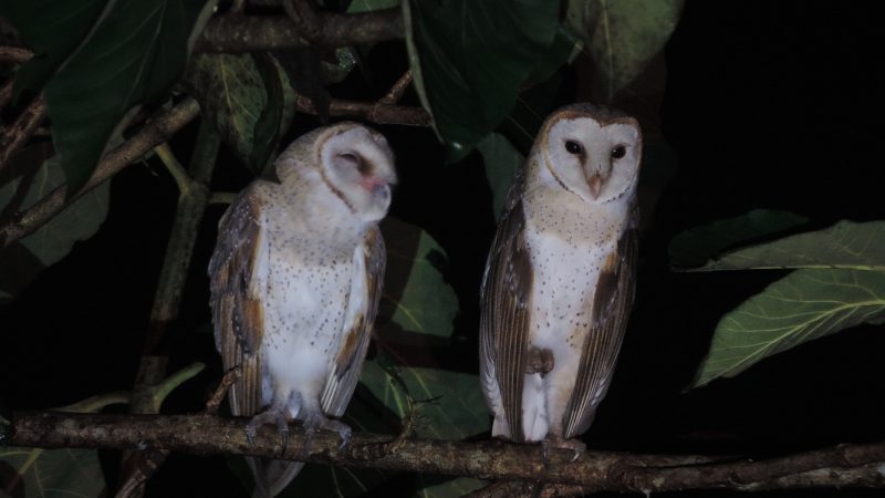Owls in Nevada
