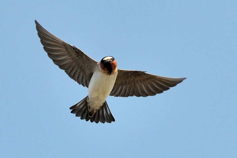  7 Swallows Bringing Life to Michigan’s Skies