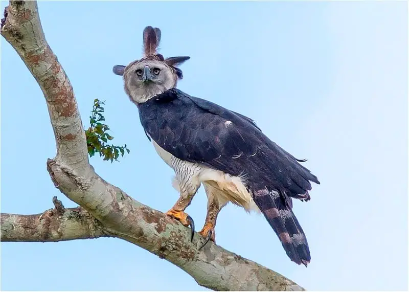 15 of the Most Dangerous Birds in the World!