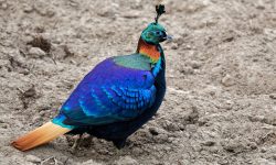 7 Most Stunning Pheasant Species in the World (with pictures)