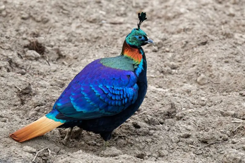 7 Most Stunning Pheasant Species in the World 