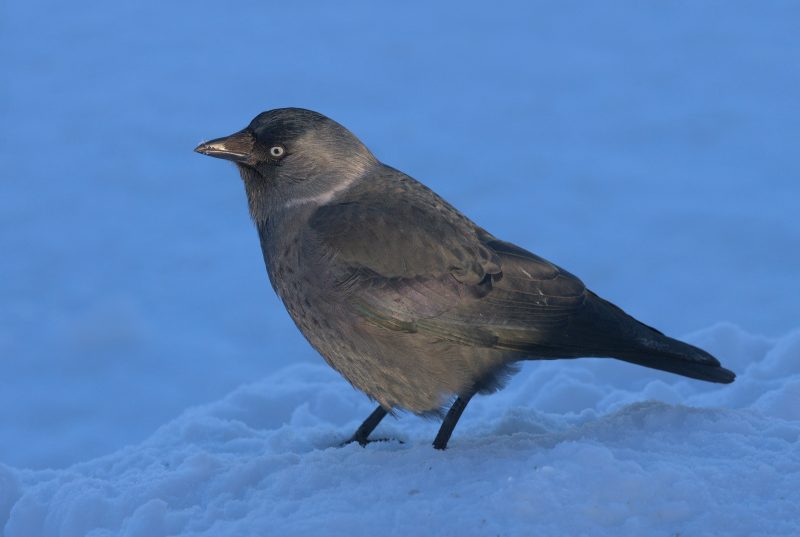15 Birds Like Crows 