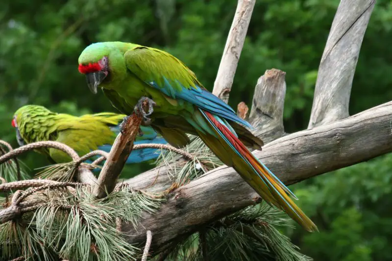15 of the Longest Living Birds on Earth