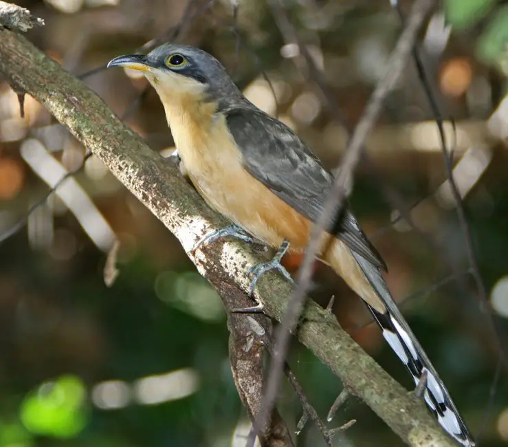 7 Cuckoo Species in Texas